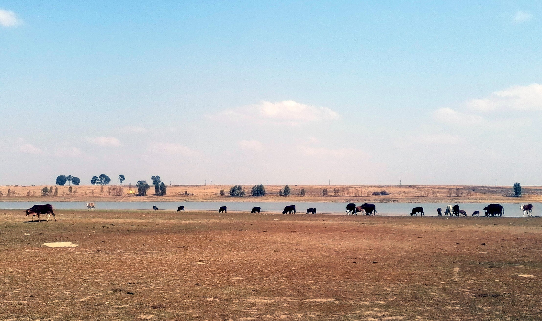 beeste