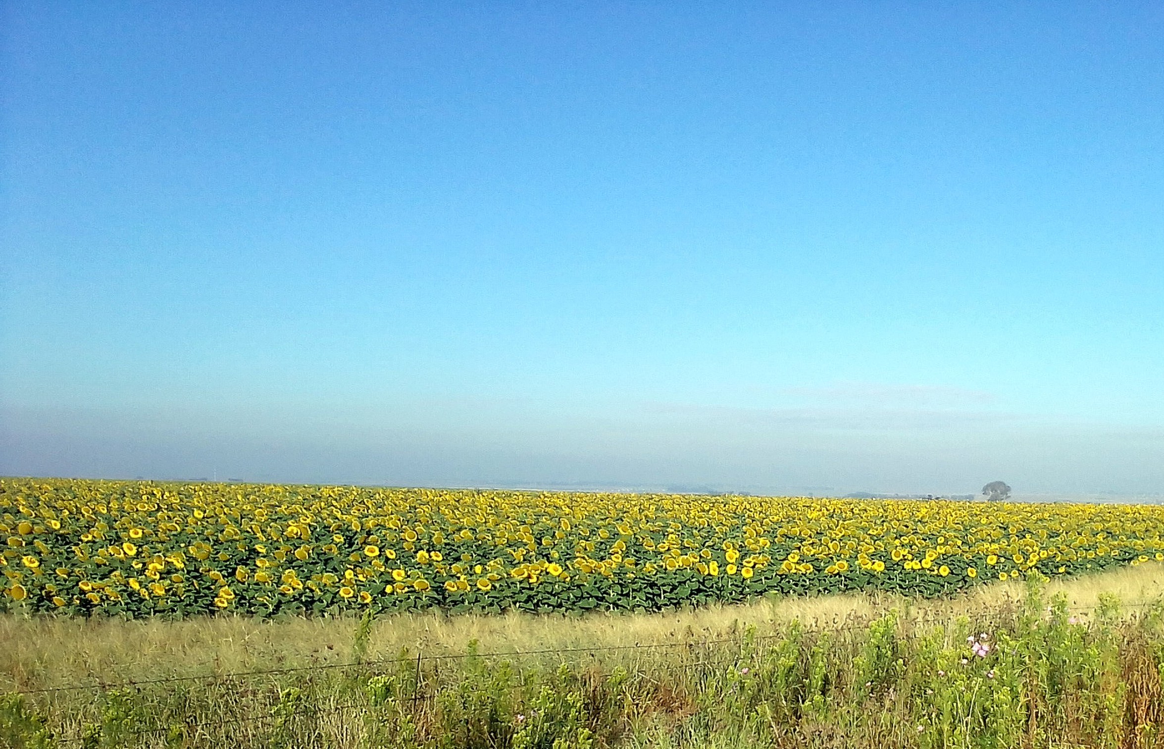 blomme