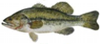 vis